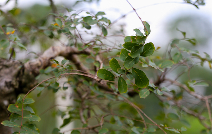 Cây bằng lăng ghép trăm tuổi giá hơn một tỷ đồng ở Sài Gòn